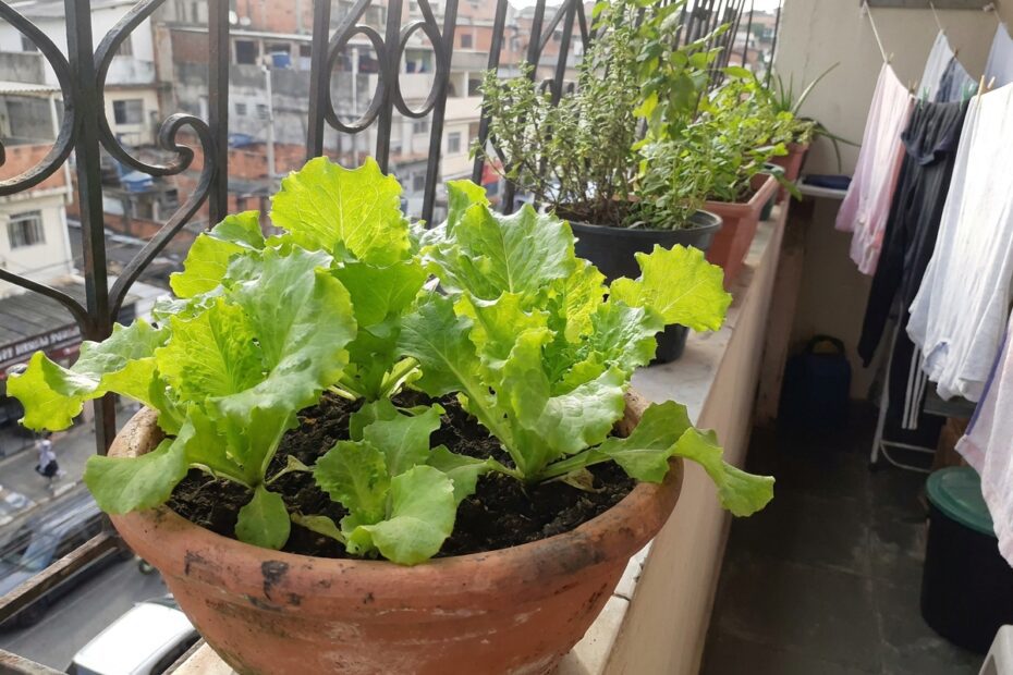Cultivar alface em vaso