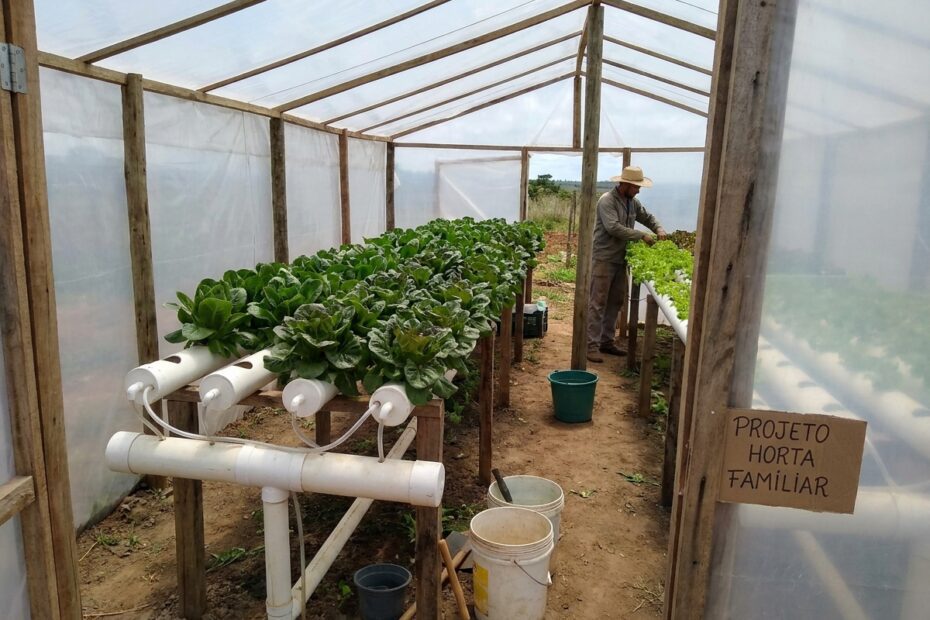 Cultivo hidropônico de alface