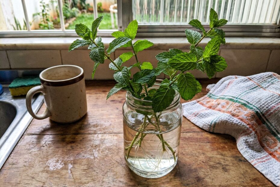 Como cultivar hortelã na água