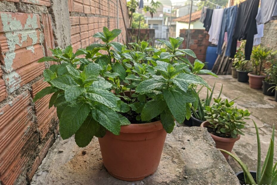 Como plantar hortelã grosso