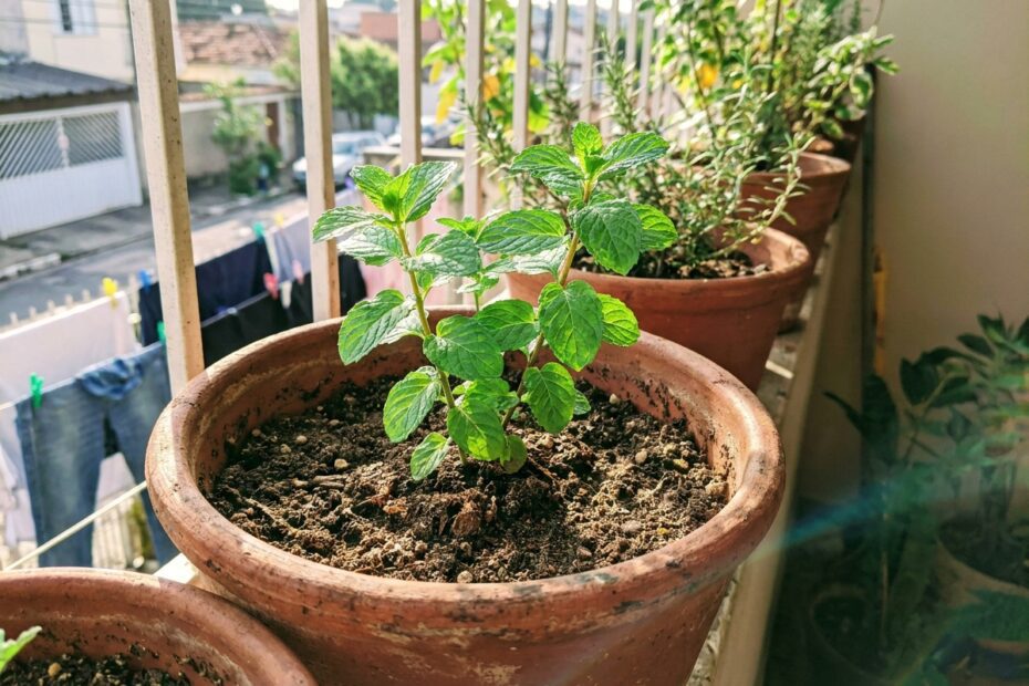 Como cultivar hortelã