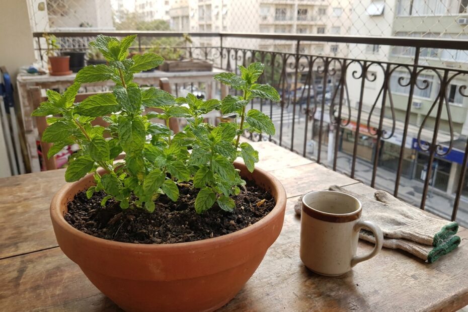 Como plantar hortelã em vaso