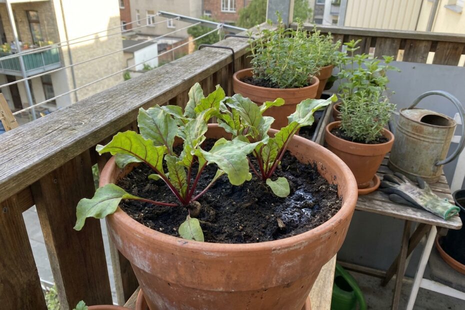 Como plantar beterraba em vaso