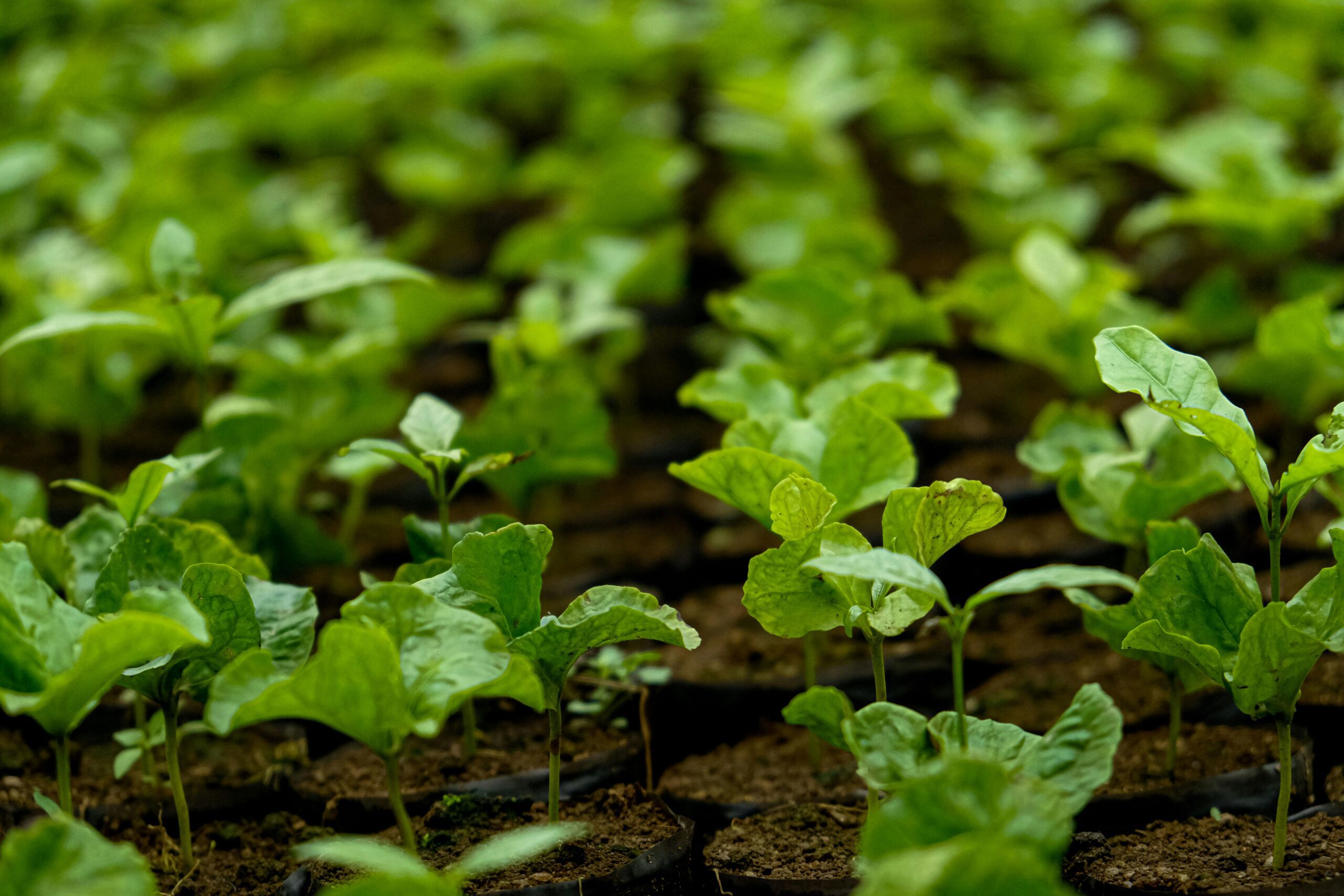 Mudas de alface em substrato leve para preparar a terra ideal